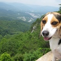 Buckley with the Cumberland Gap in the Background